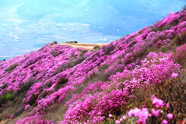 Đến Hallasan vào mùa xuân, du khách sẽ được ngắm nhìn cánh đồng hoa đỗ quyên rực rỡ