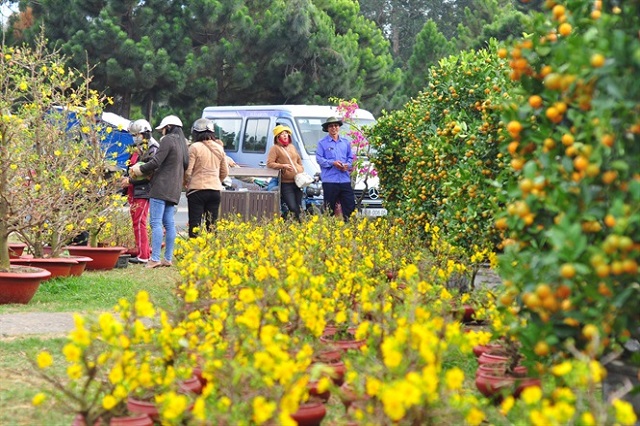 Chợ hoa xuân Đà Lạt – điểm mua sắm tết hấp dẫn khó bỏ qua